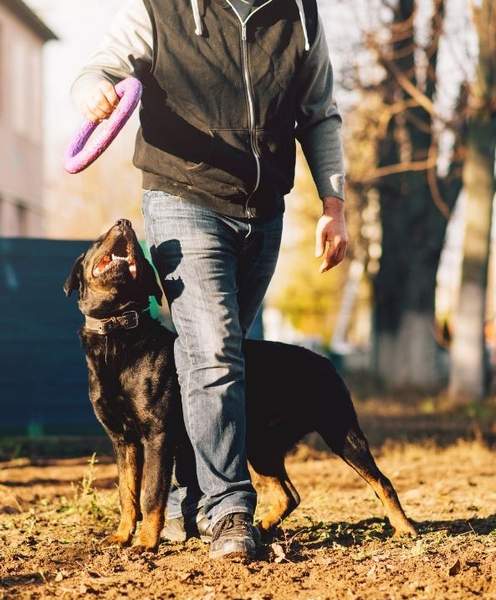 a dog with a trainer outdoors in a park