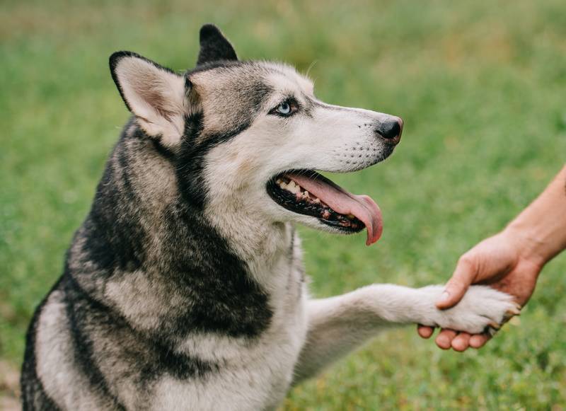 Dog shaking its paw with a dog trainer - fostering the concept of dog-friendly and humane training techniques across Canada.