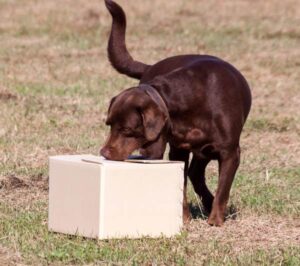 Dog sniffing a box outdoors on the grass - training dogs