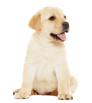 Labrador puppy sitting