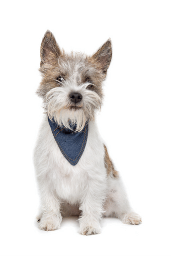 well trained dog sitting