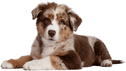 cute puppy lying down after being trained