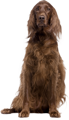 well trained dog sitting