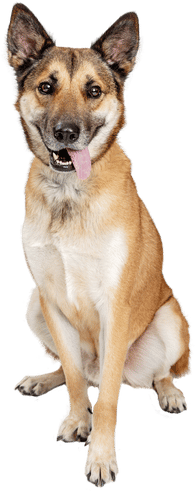 happy well trained dog sitting