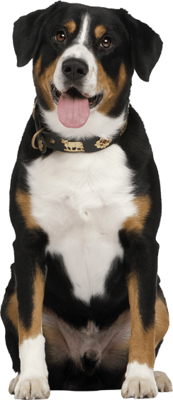 adult dogs to adopt