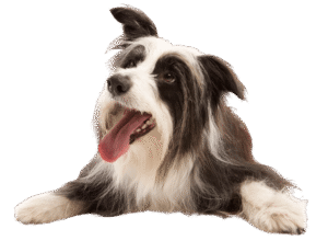happy dog