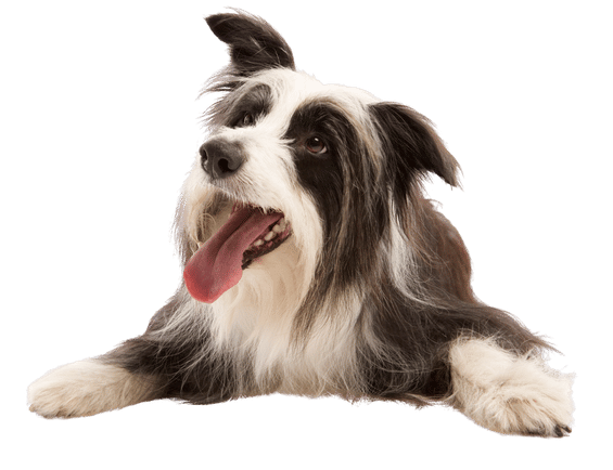 happy dog