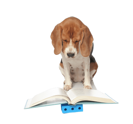 education committee - dog reading a book