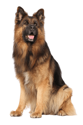 well behaved dog from behaviour consulting