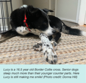 image of a senior dog, border collie