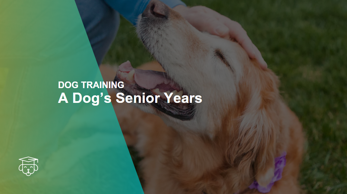 DOG TRAINING A Dog’s Senior Years