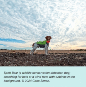 Spirit Bear - A Wildlife conservation detection dog