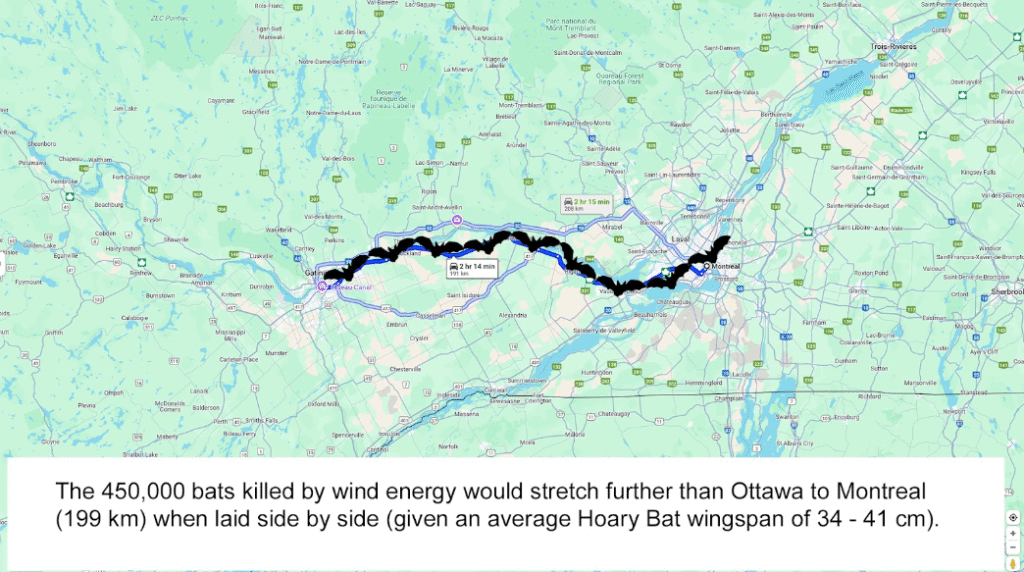 An image of a map demonstrating: "The 450,000 bats killed by wind energy would stretch further than Ottawa to Montreal when laid side by side.
