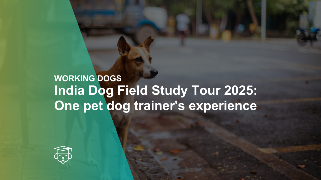 India Dog Field Study Tour