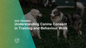 Canine Consent in Training and Behaviour Work