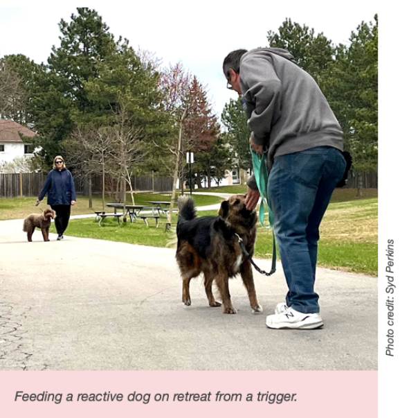 Feeding a reactive dog on retreat from a trigger