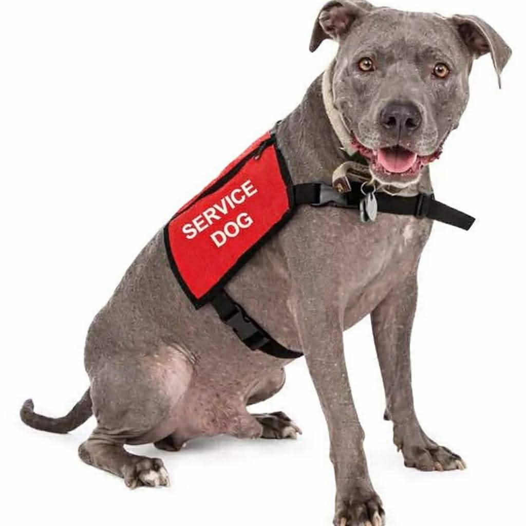 Service Dogs in Canada