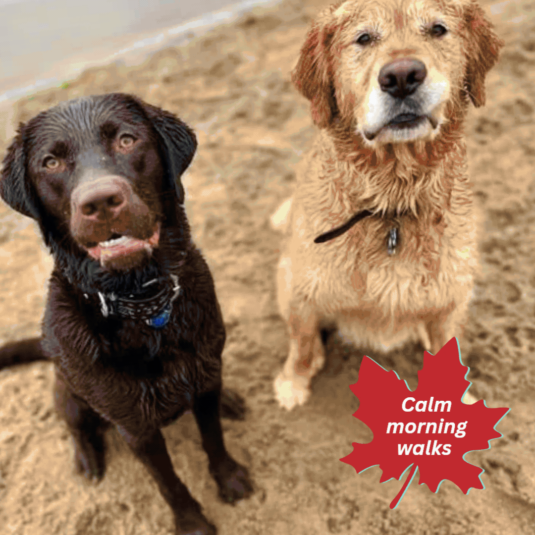 Day in the Life of a SERVICE DOG