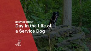 Day in the Life of a SERVICE DOG