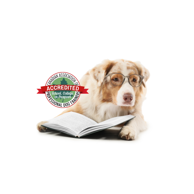 RDT registered dog trainer TM (2)