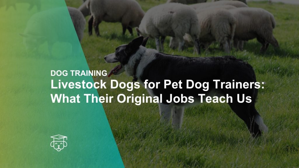 Livestock Dogs for Pet Dog Trainers: What Their Original Jobs Can Teach Us