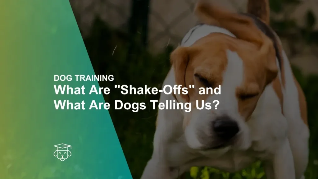 What Are "Shake-Offs" and What Are Dogs Telling Us?