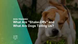 What Are "Shake-Offs" and What Are Dogs Telling Us?