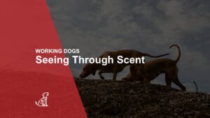 WORKING DOGS Seeing Through Scent