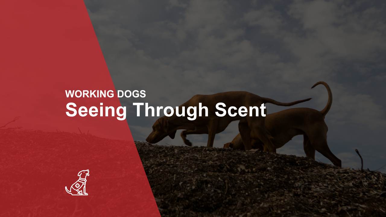WORKING DOGS Seeing Through Scent
