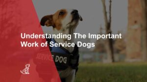 What you need to know about service dogs in Canada