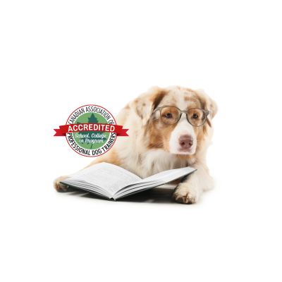 RDT registered dog trainer TM (2)
